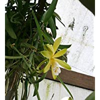 Los mejores  - Portal Cool Rara Vanilla planifolia grano de detritos-viene con el método fácil enraizamiento